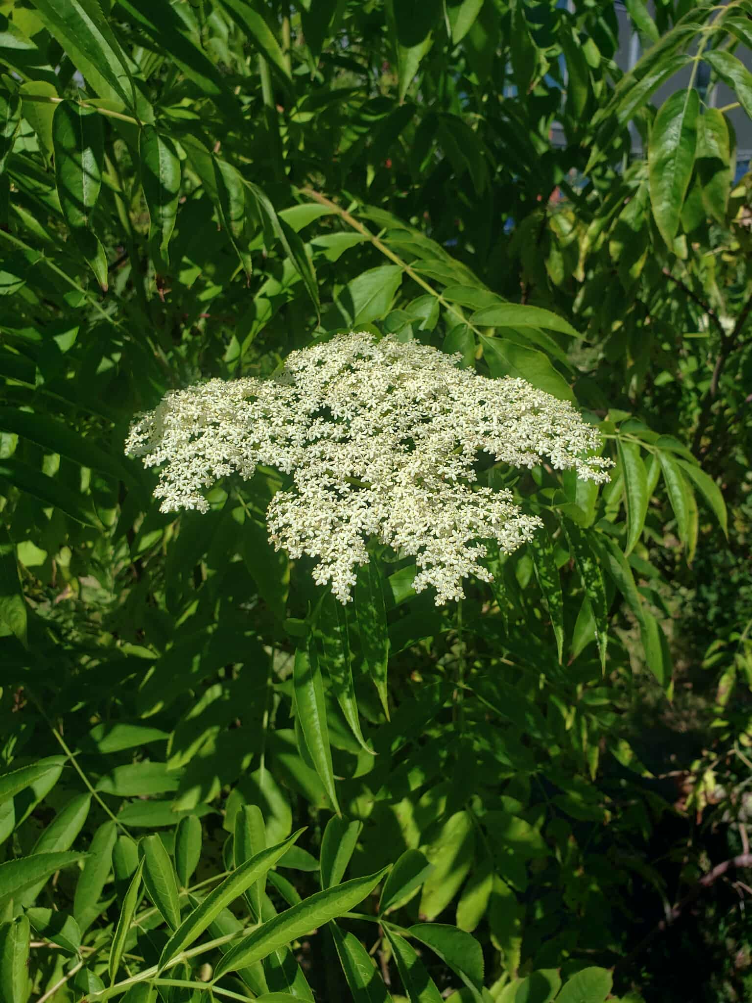 Red Elderberry1